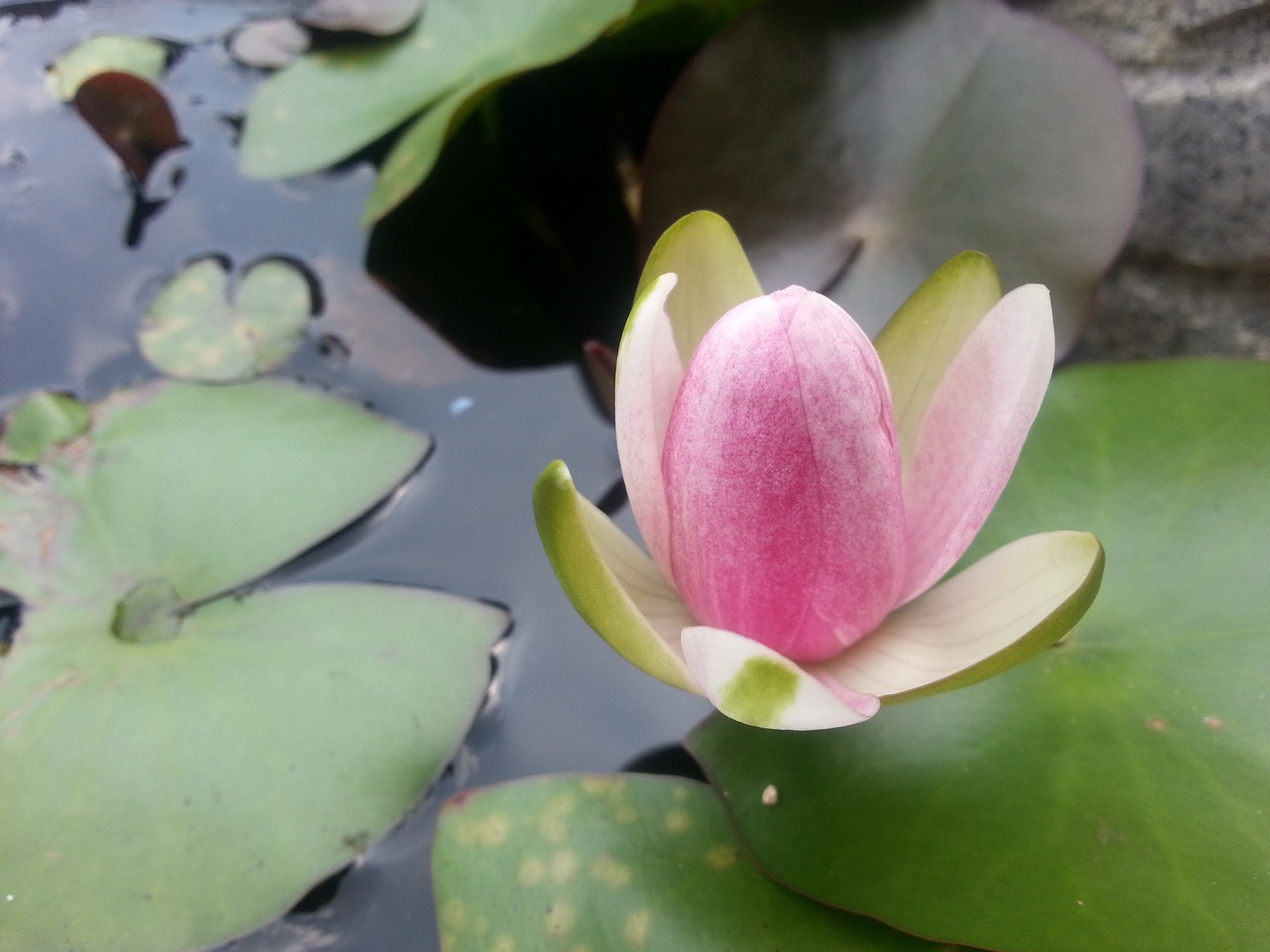 water lilies water plant pond free photo