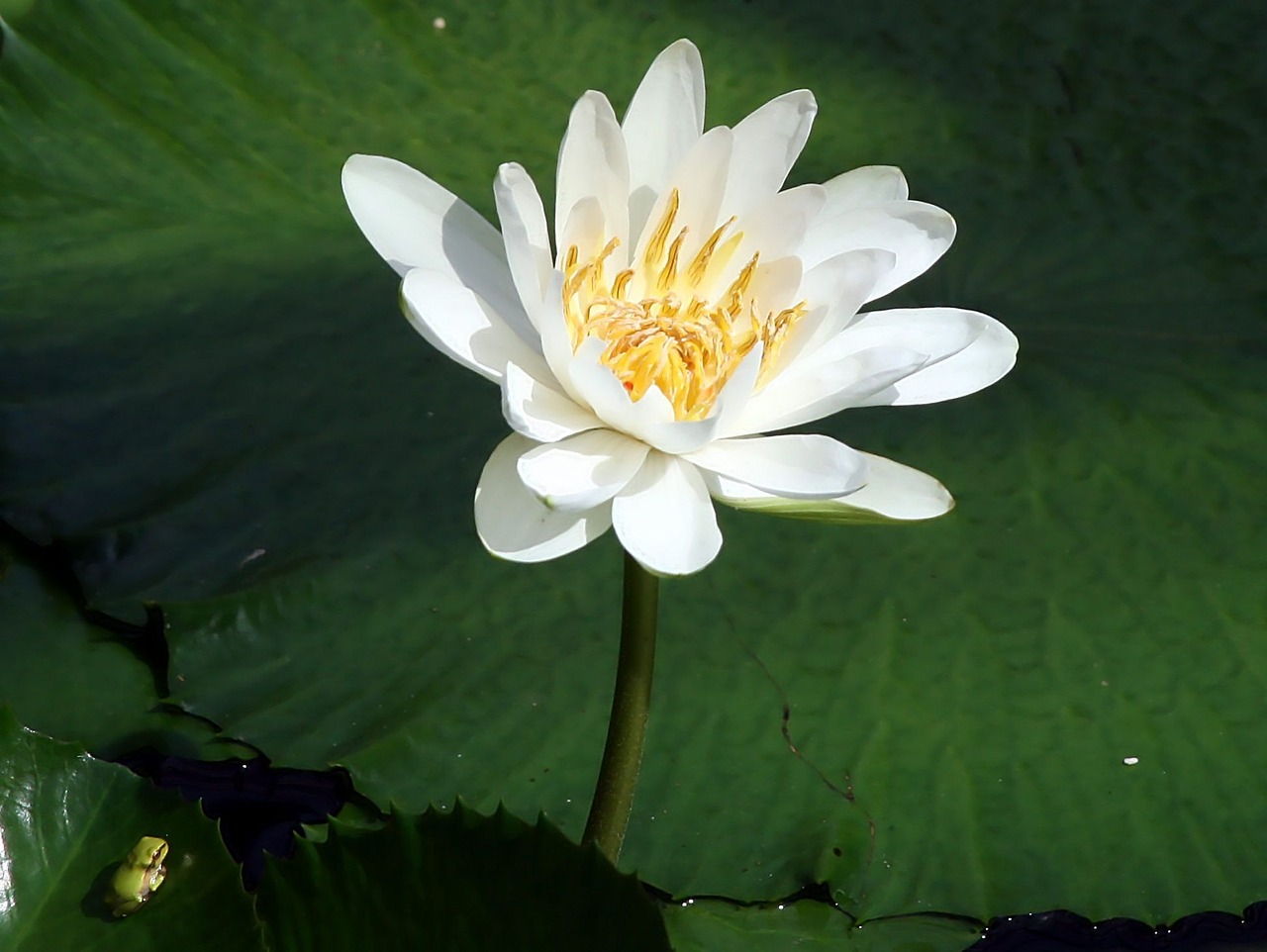 water lilies flower frog free photo