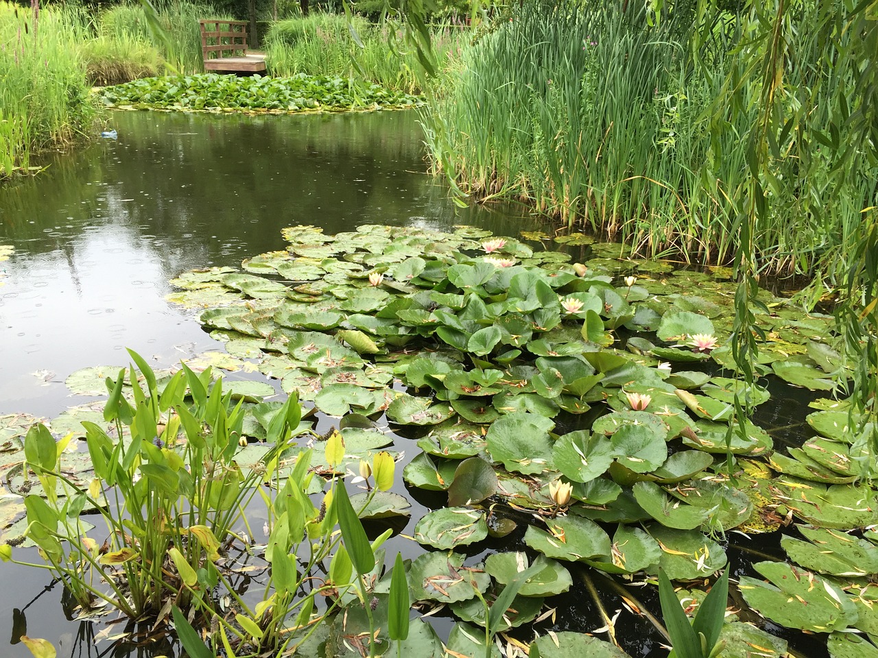 water lilies lake water free photo