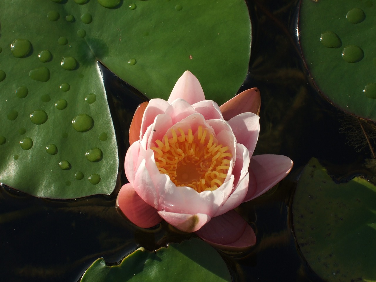 water lilies flower pond free photo