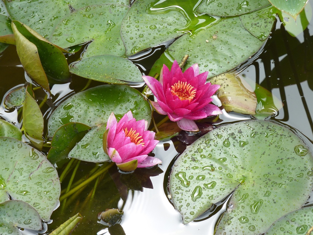 water lilies lake lake rose free photo