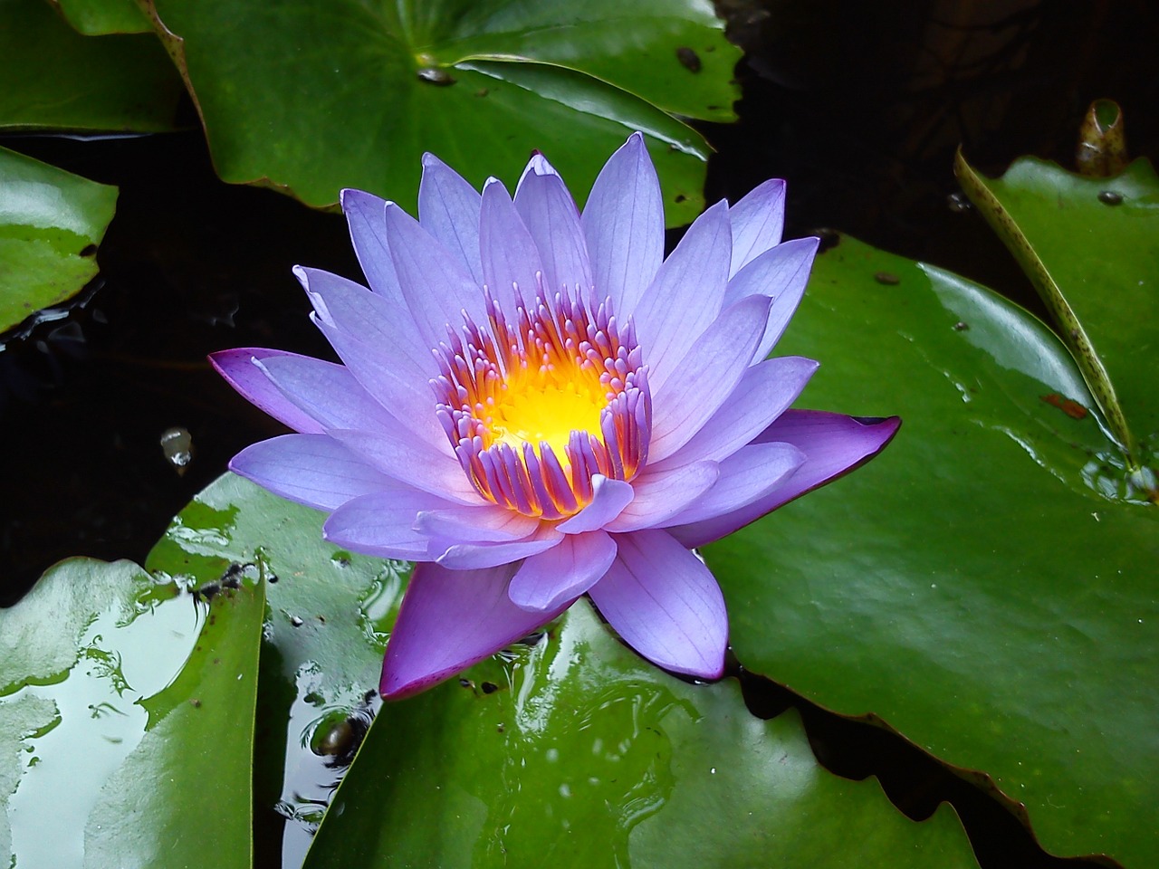 water lilies flower water lily free photo