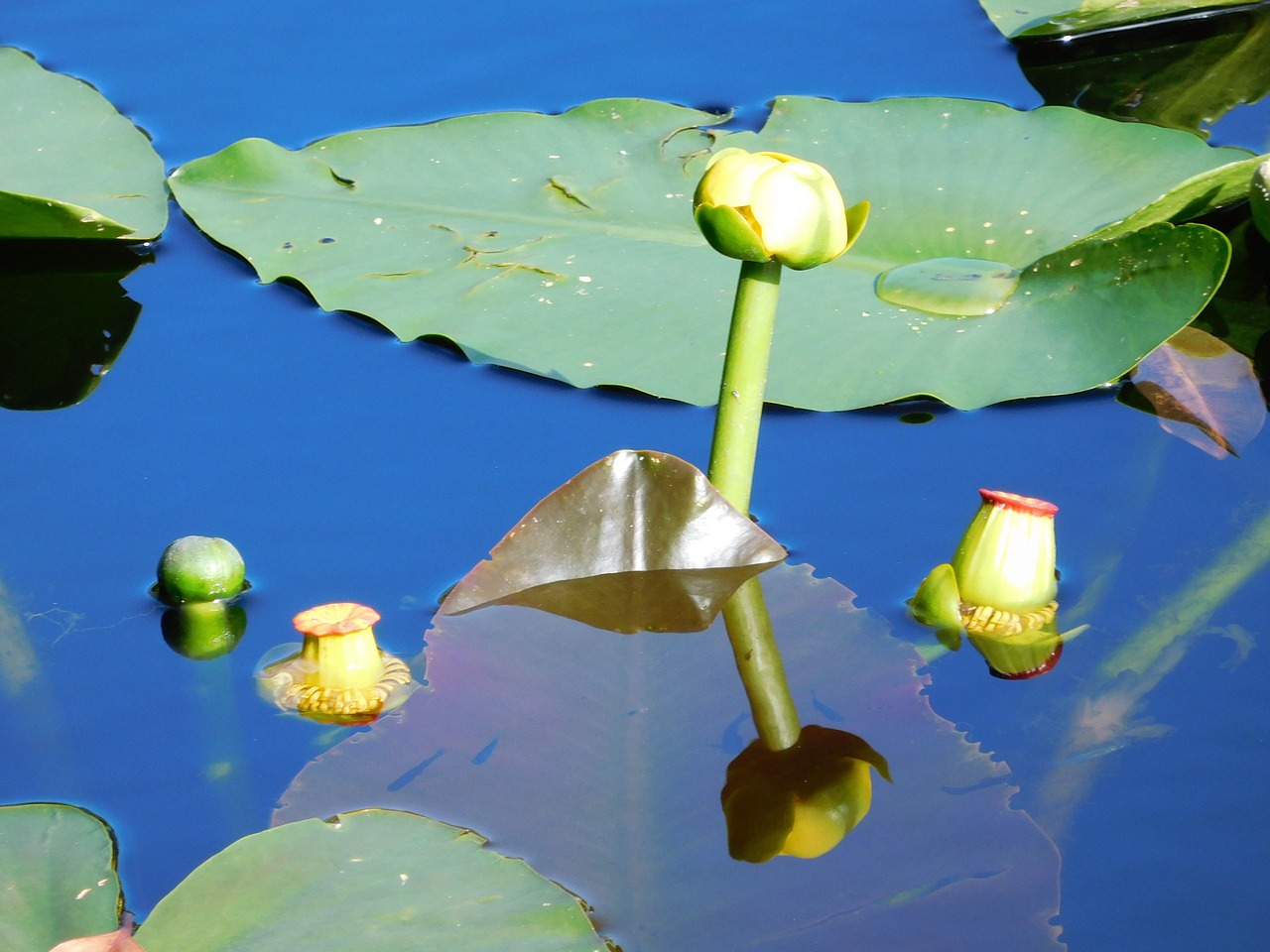 water lilies lilies flowers free photo