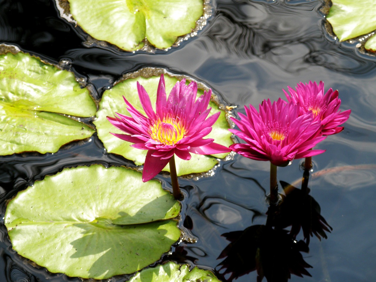 water lilies flowers pond free photo