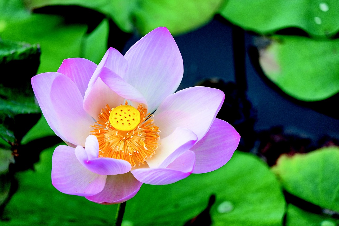 water lilies pond flower free photo