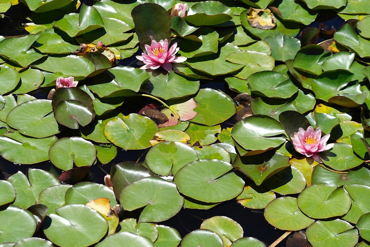 water lilies water nature free photo