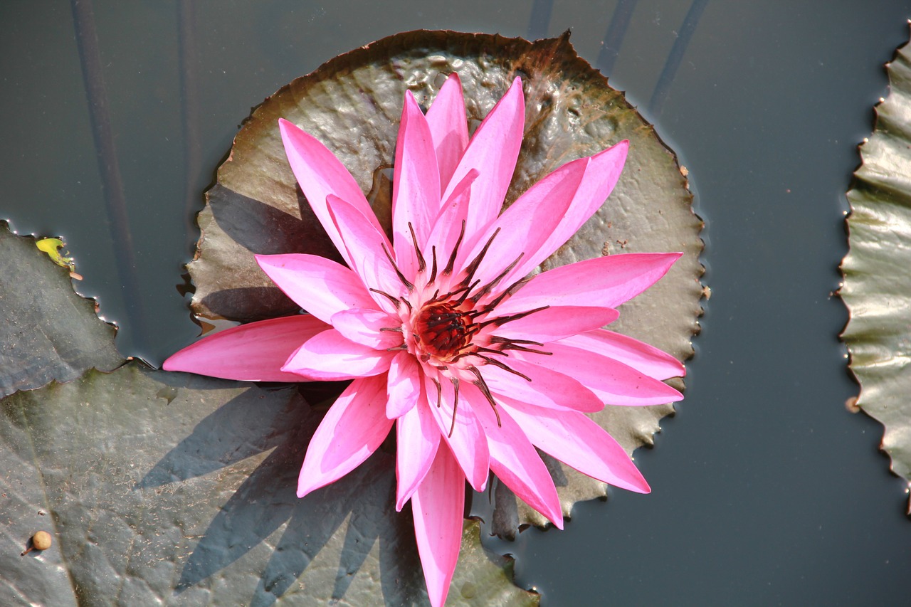 water lilies flowers summer free photo