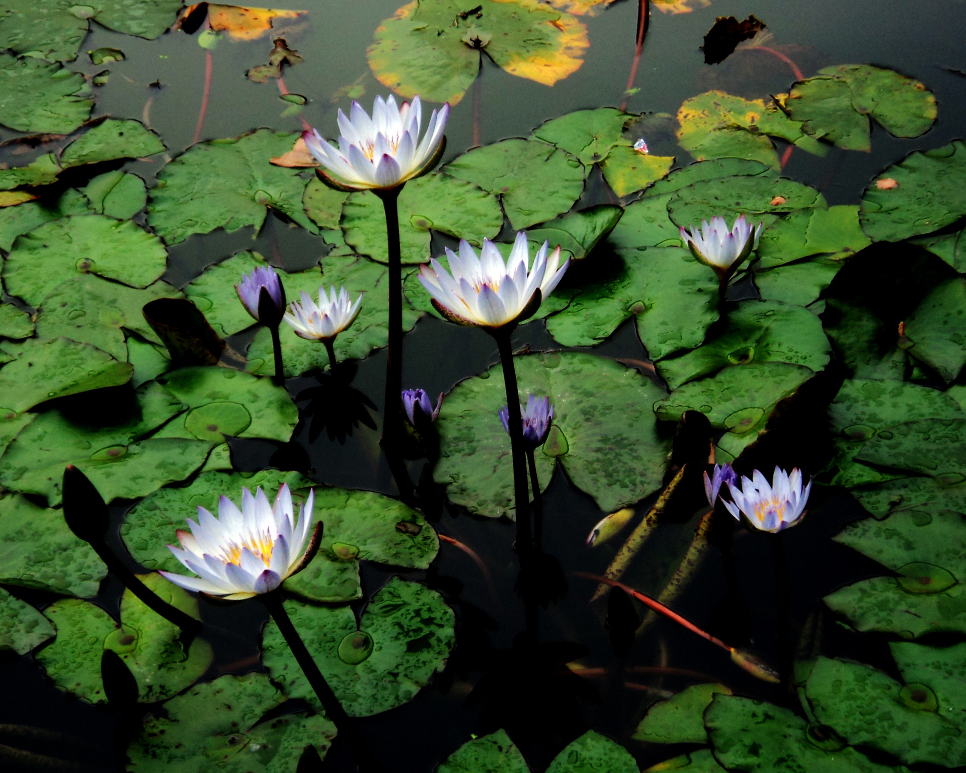 water lily flower pads free photo