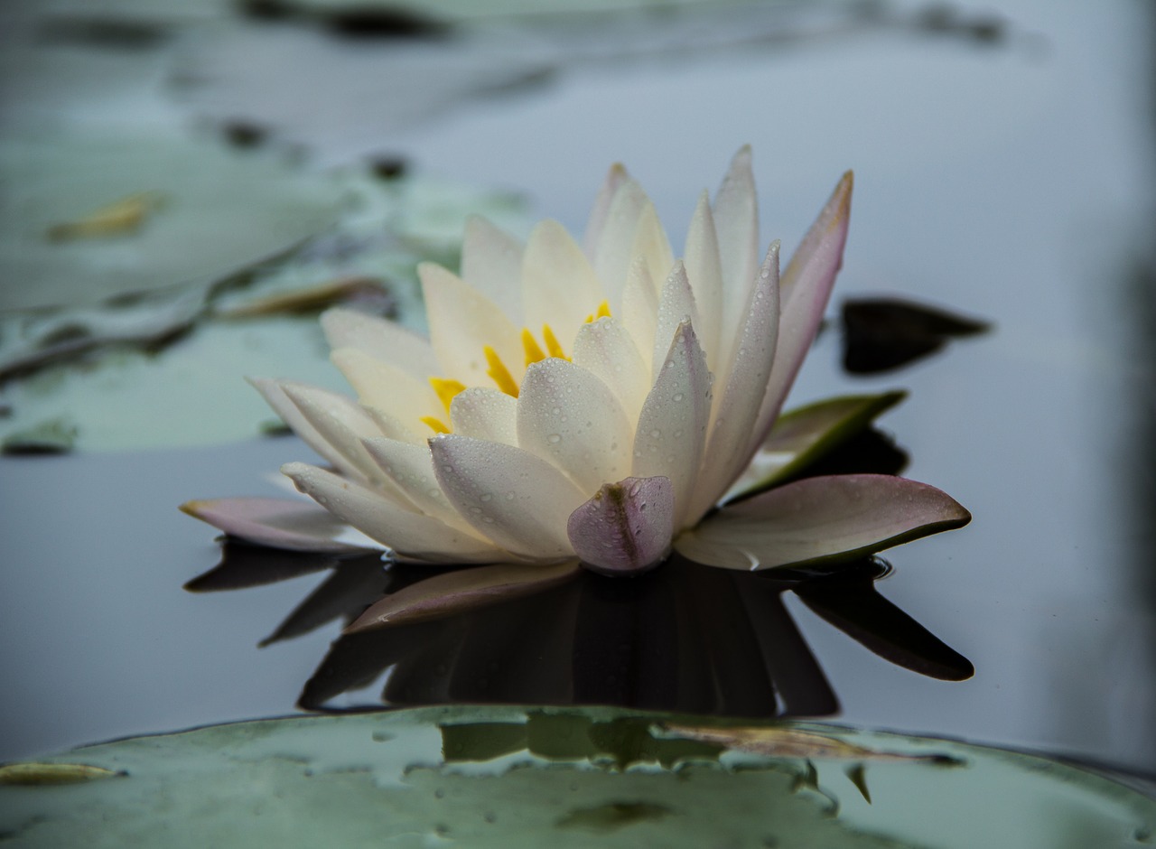water lilies early in the morning flowers free photo