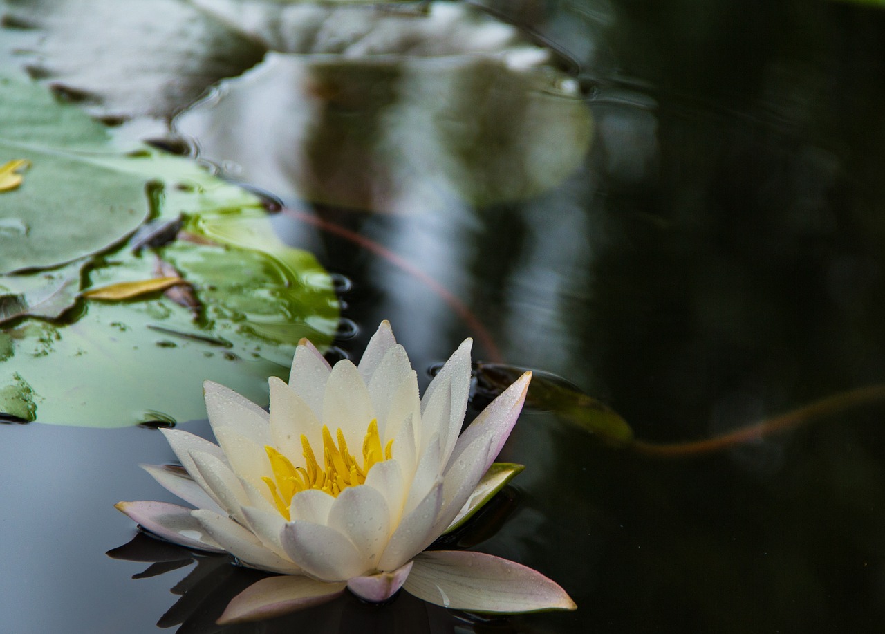 water lilies flowers early in the morning free photo