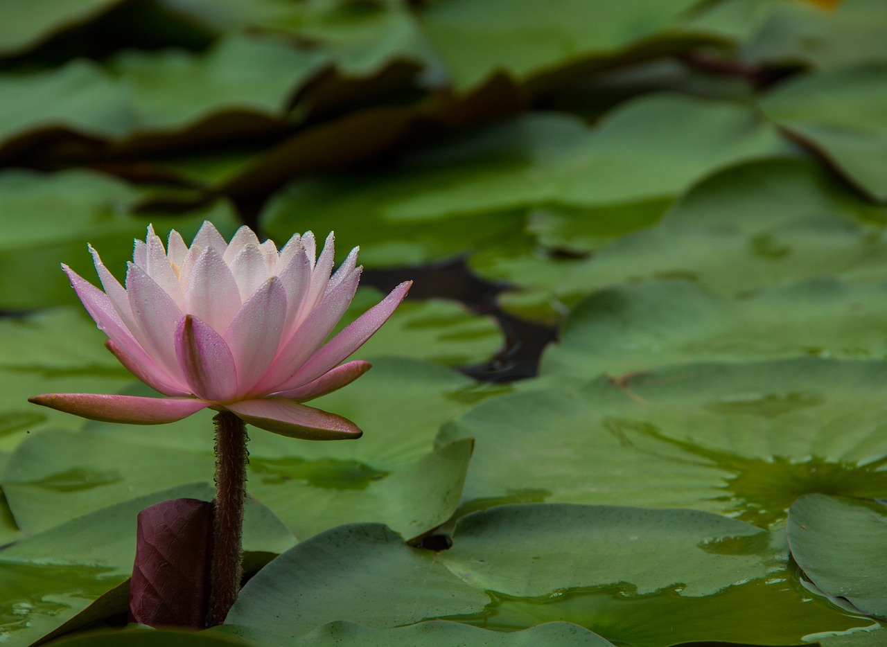 water lilies flowers early in the morning free photo