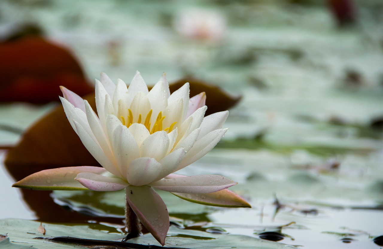 water lilies flowers early in the morning free photo