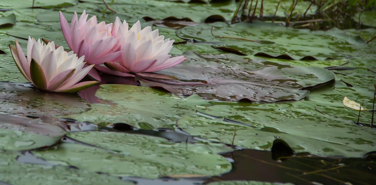water lilies flowers early in the morning free photo
