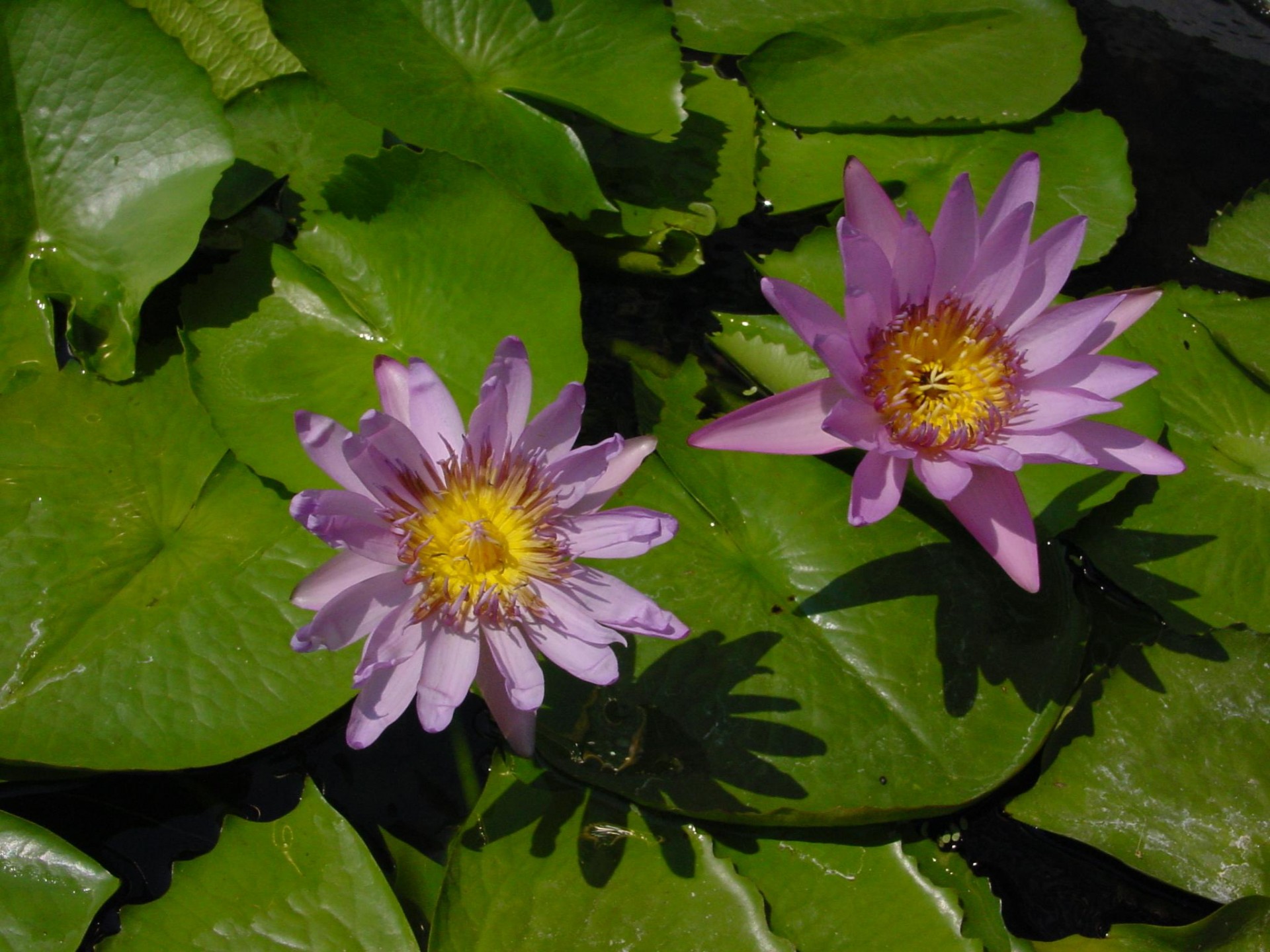 water lily lily pad flower free photo