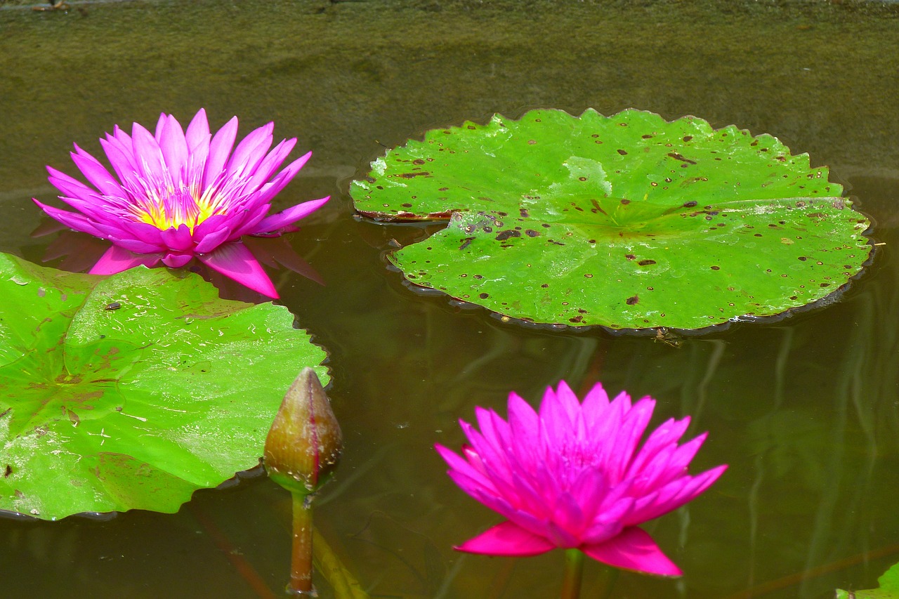 water lilies aquatic plant water free photo