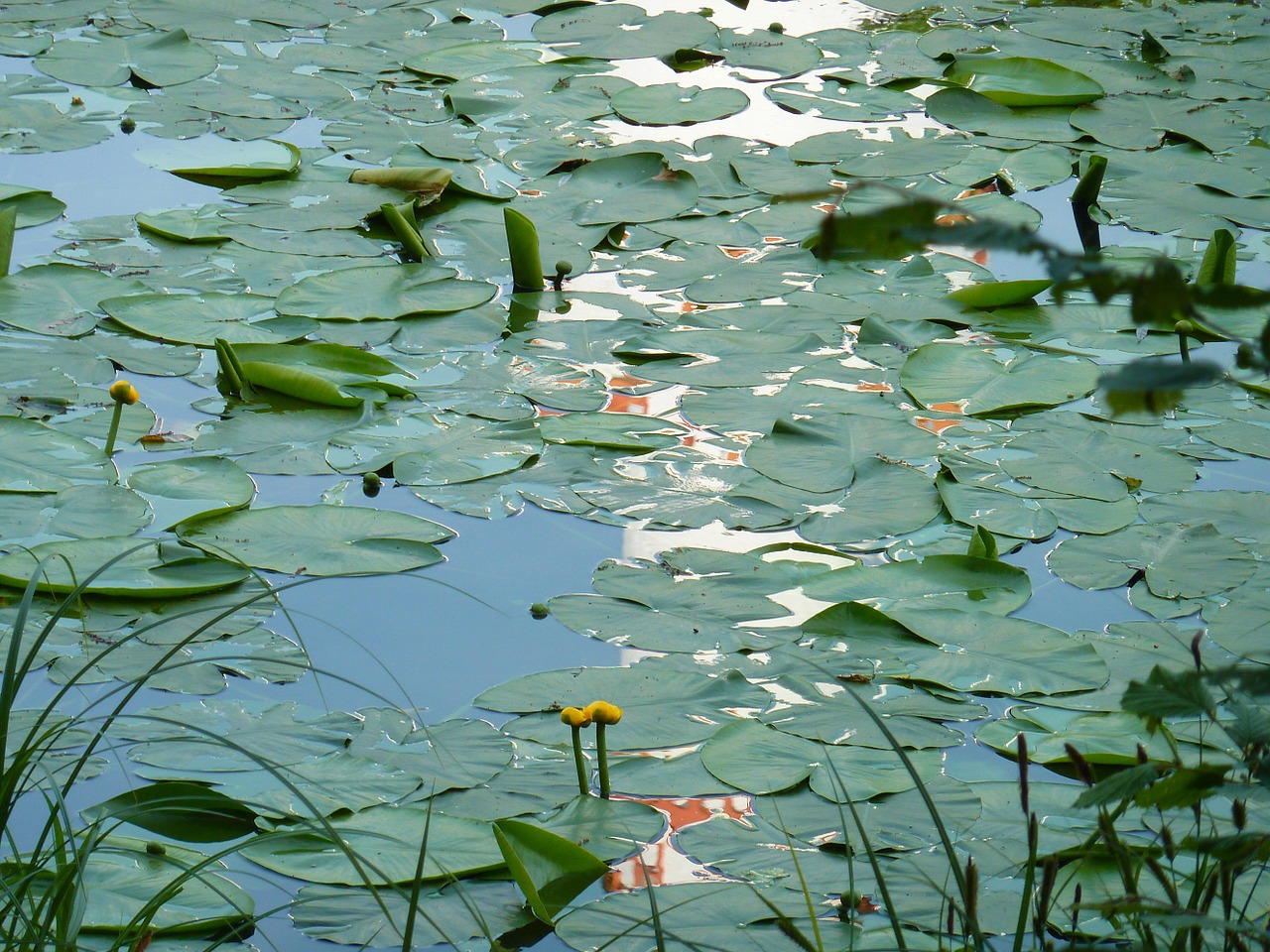 water lilies lily pond water free photo