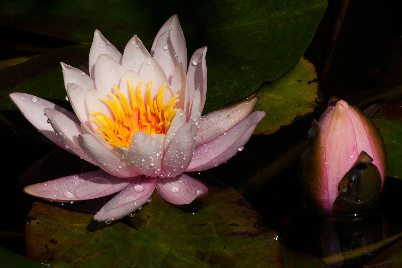 water lilies nymphaea bud free photo