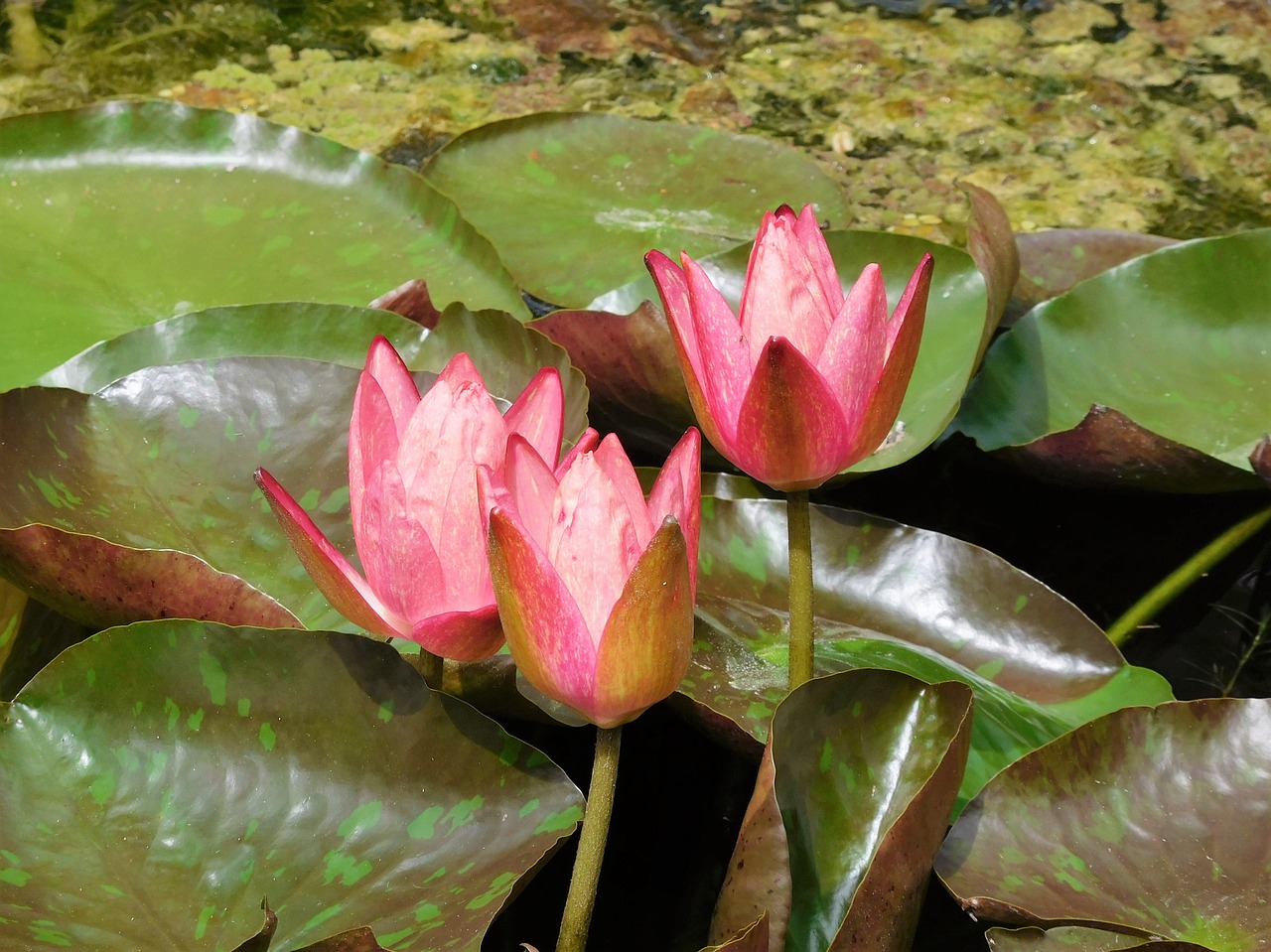 water lilies pink water lilies flowers free photo