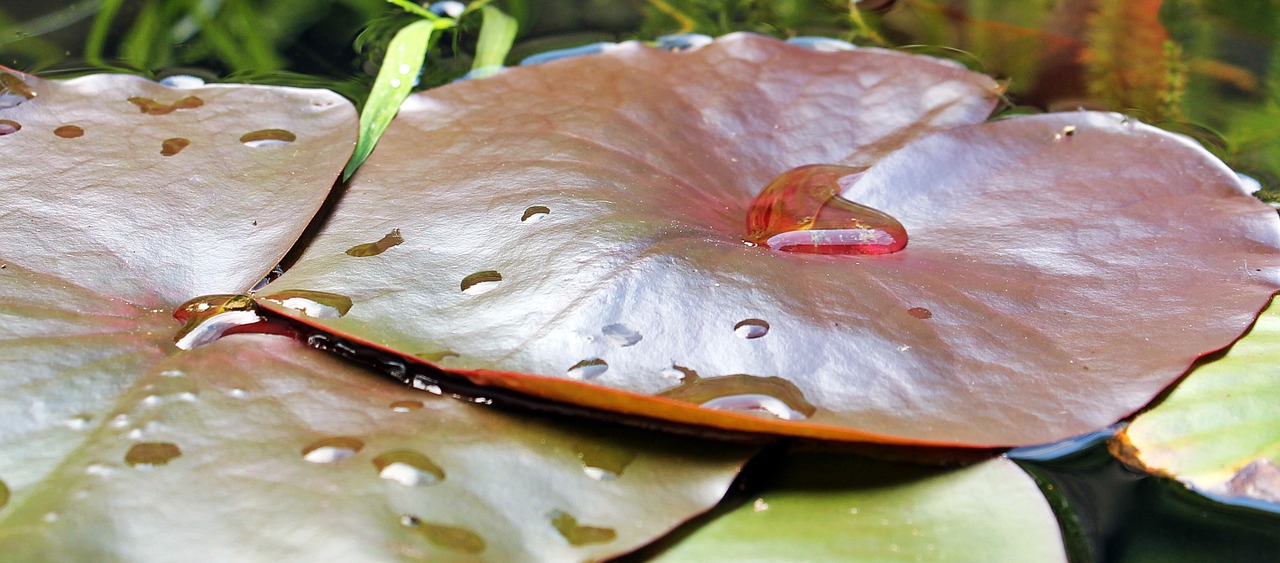 water lilies nuphar lily pad free photo