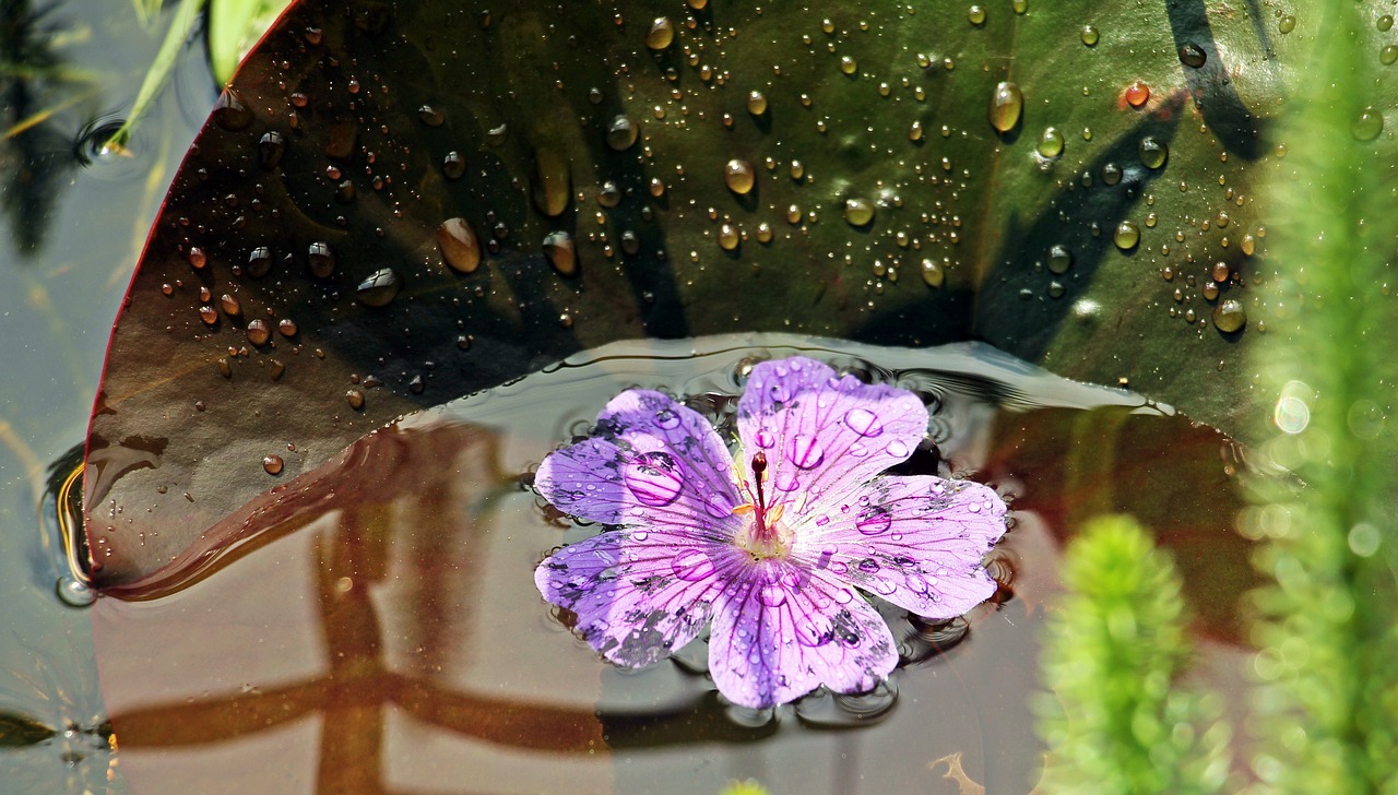 water lilies nuphar lily pad free photo