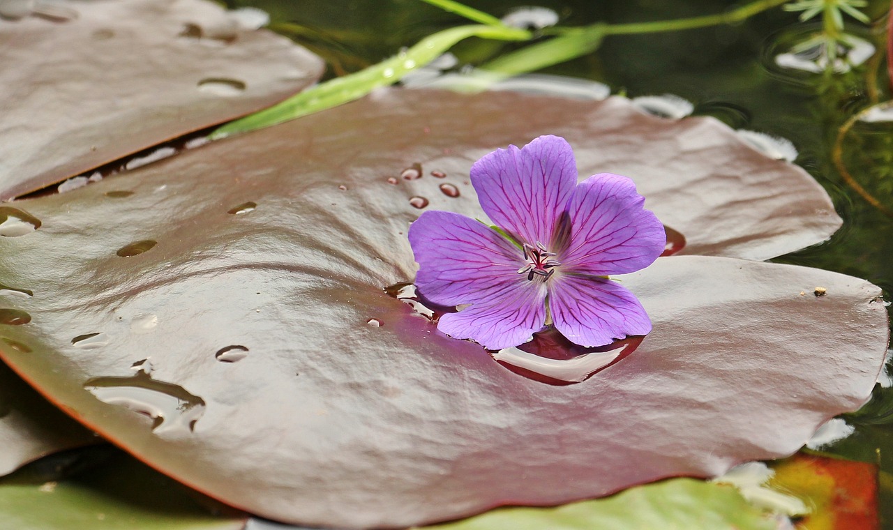 water lilies nuphar lily pad free photo