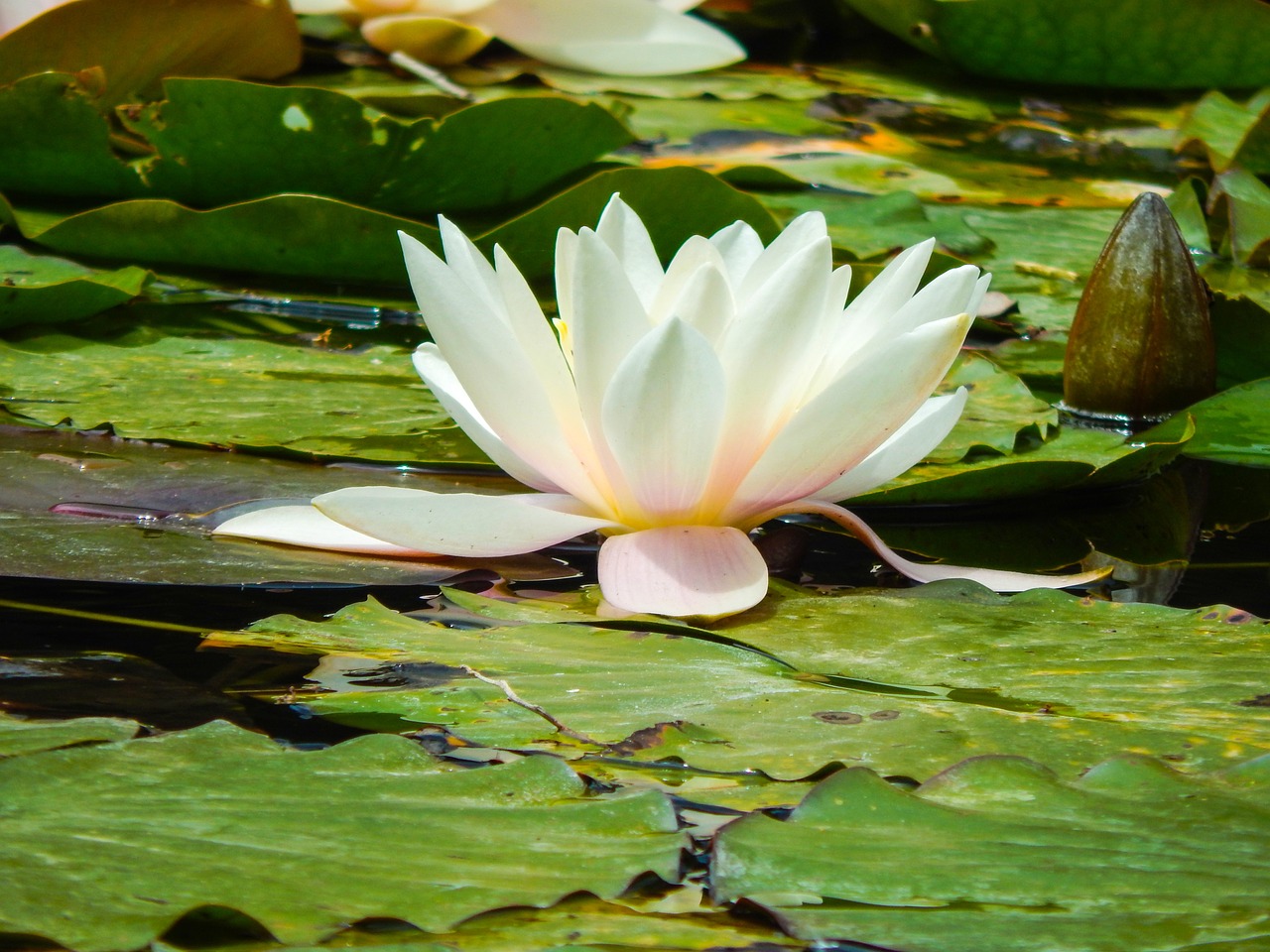 water lilies flower aquatic plants free photo