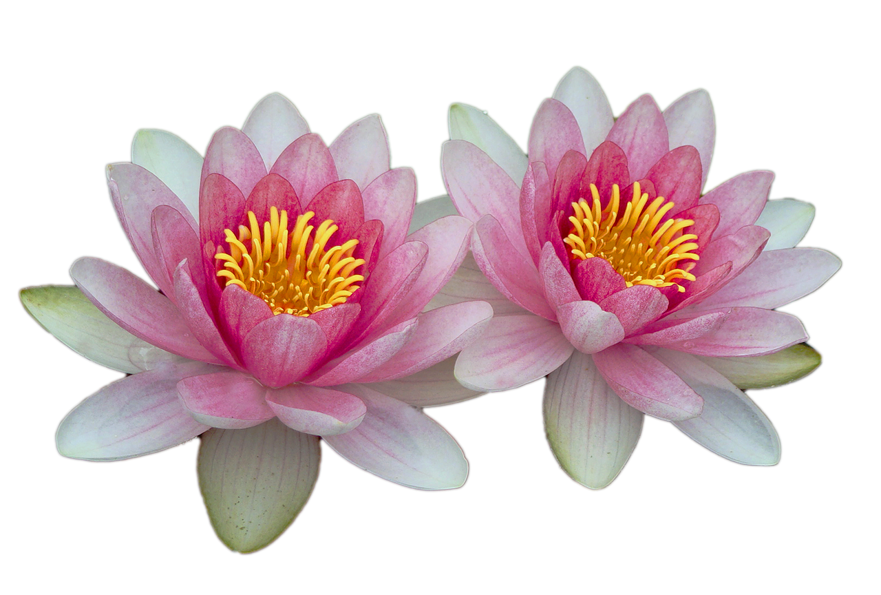 water lilies pink pink water lily free photo