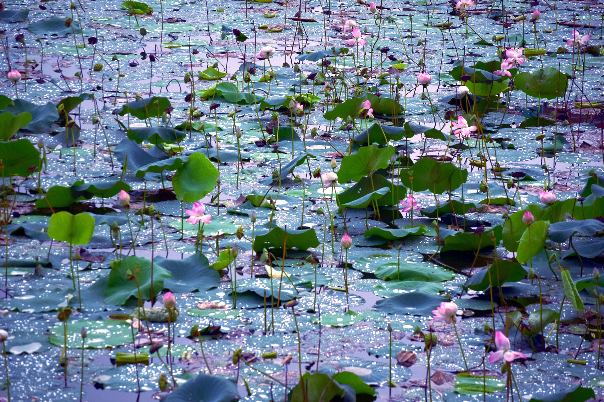 water pond lily free photo