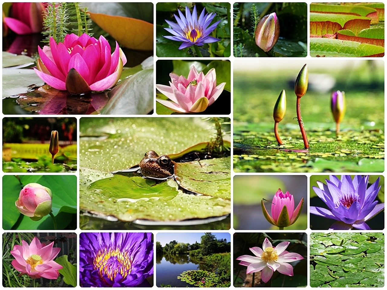 water lilies collage lily collage free photo