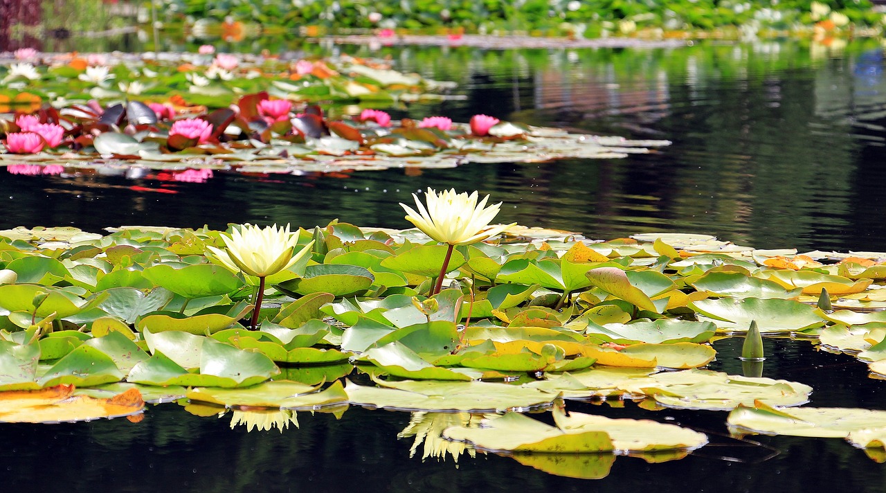 water lilies nuphar aquatic plants free photo