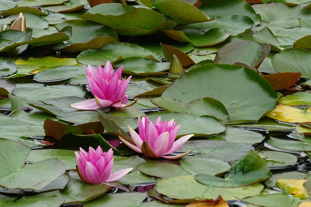 water lilies plant aquatic plant free photo