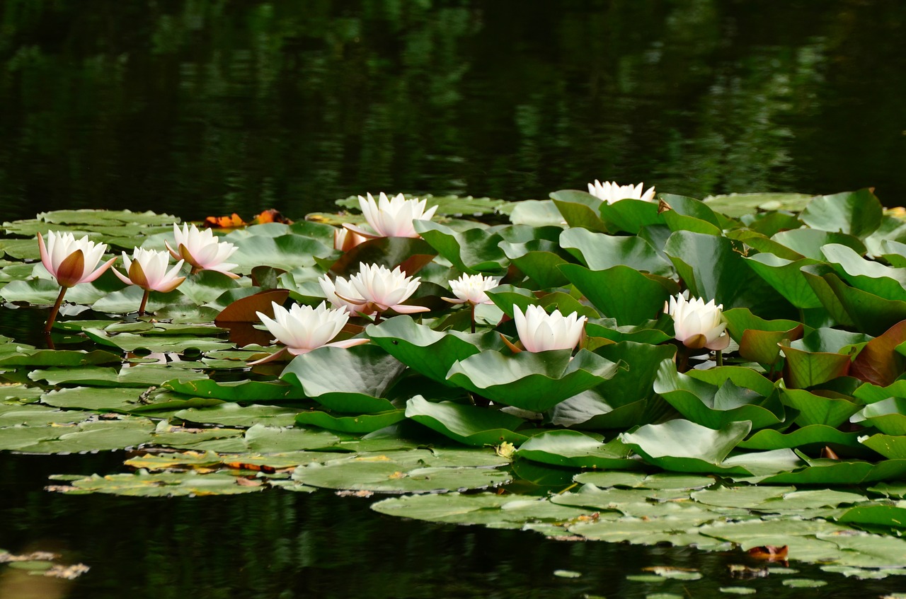 water lilies lily pond pond free photo