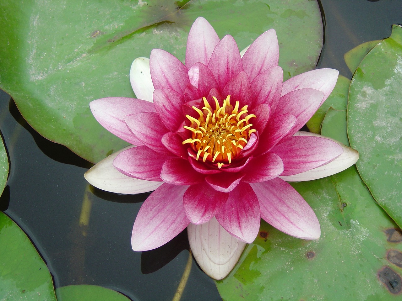 water lilies plant natural free photo