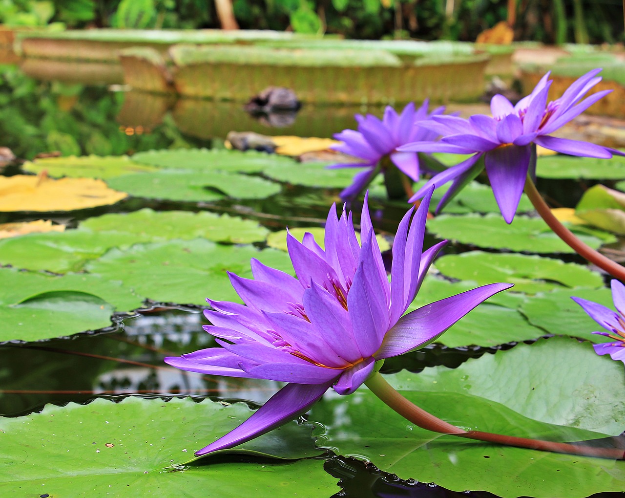 water lilies nuphar aquatic plant free photo