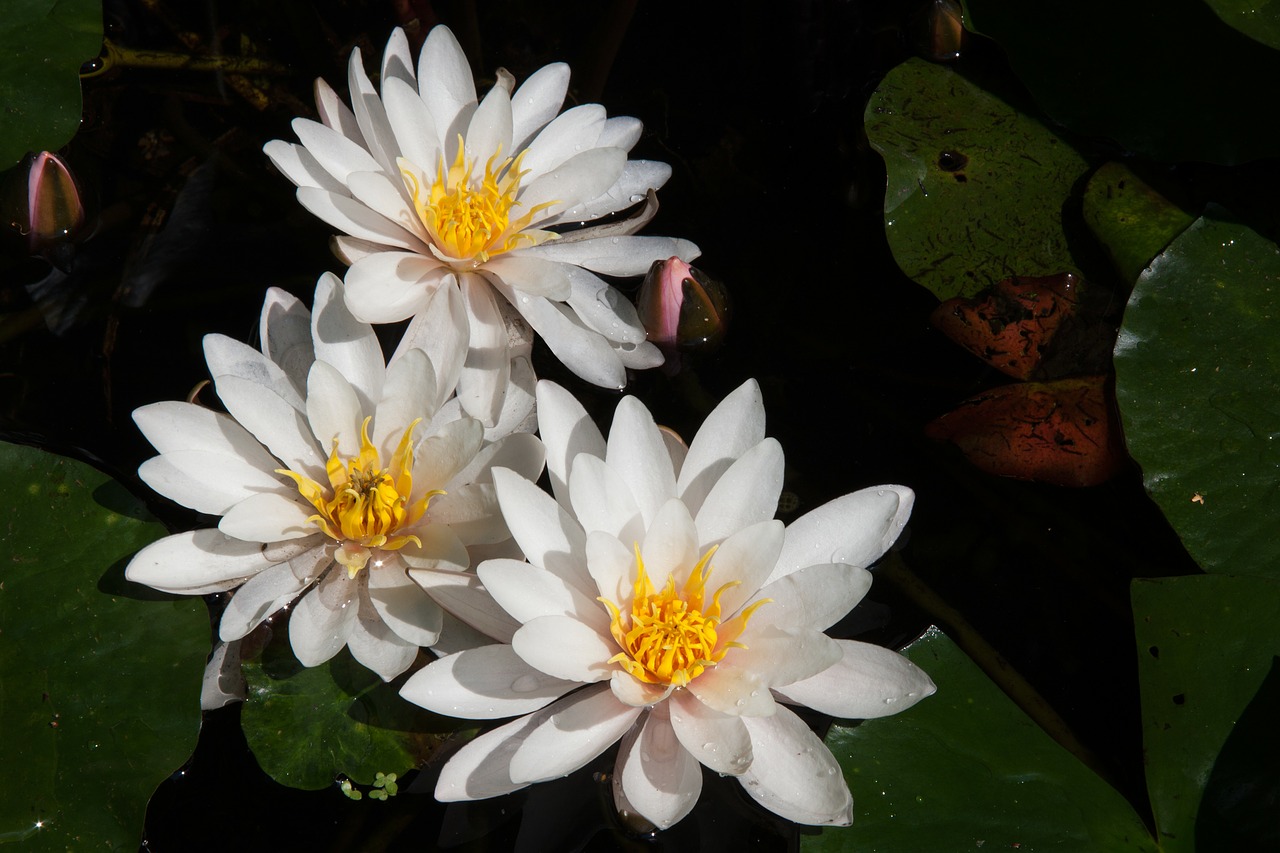 water lilies three nymphaea free photo