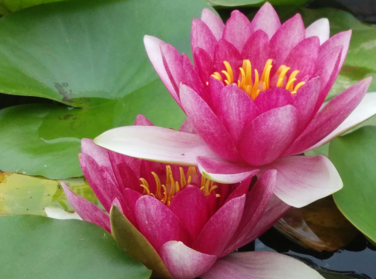 water lilies flowers pink free photo