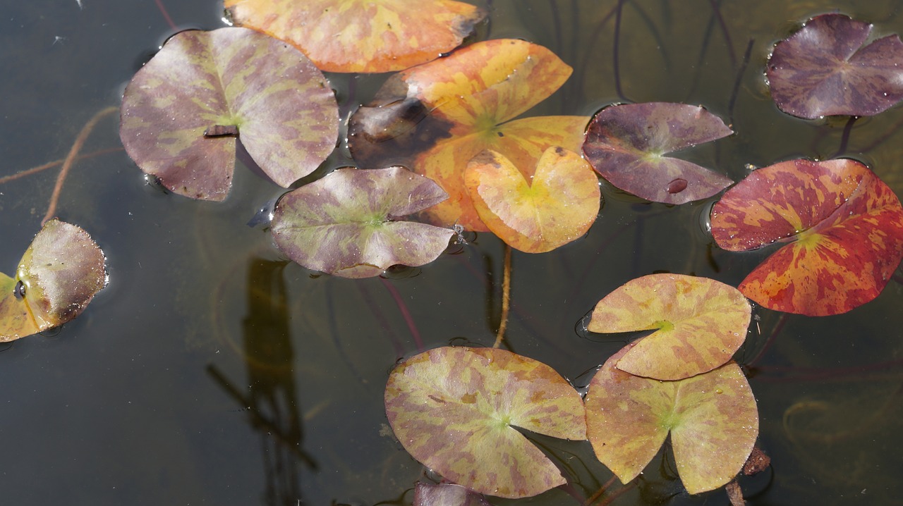 water lilies water pond free photo