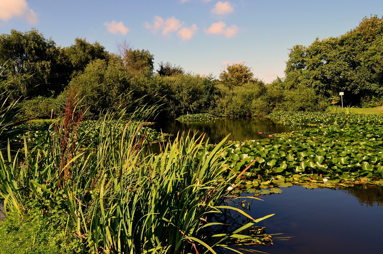 water lilies nuphar pond free photo