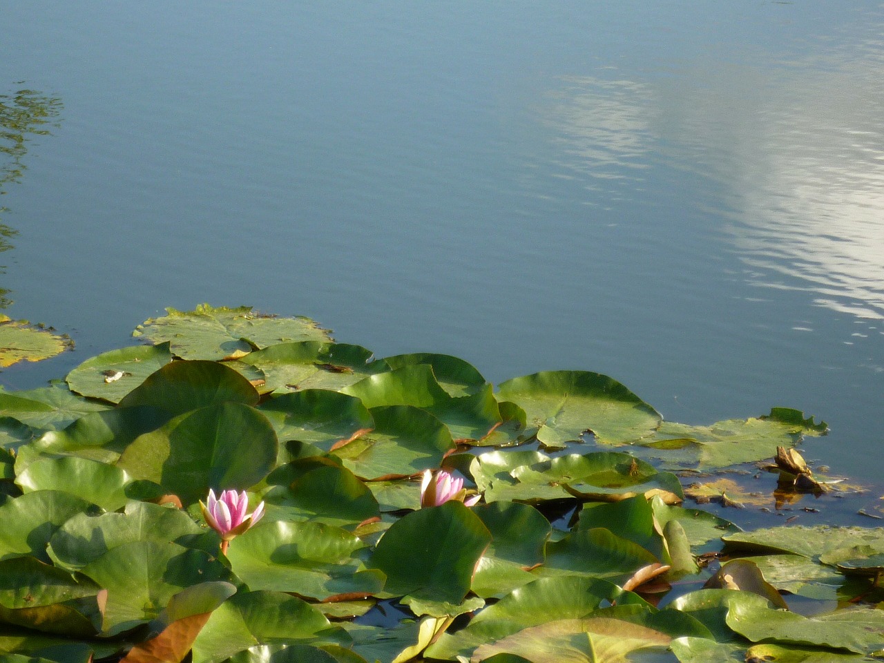 water lilies lotus summer free photo