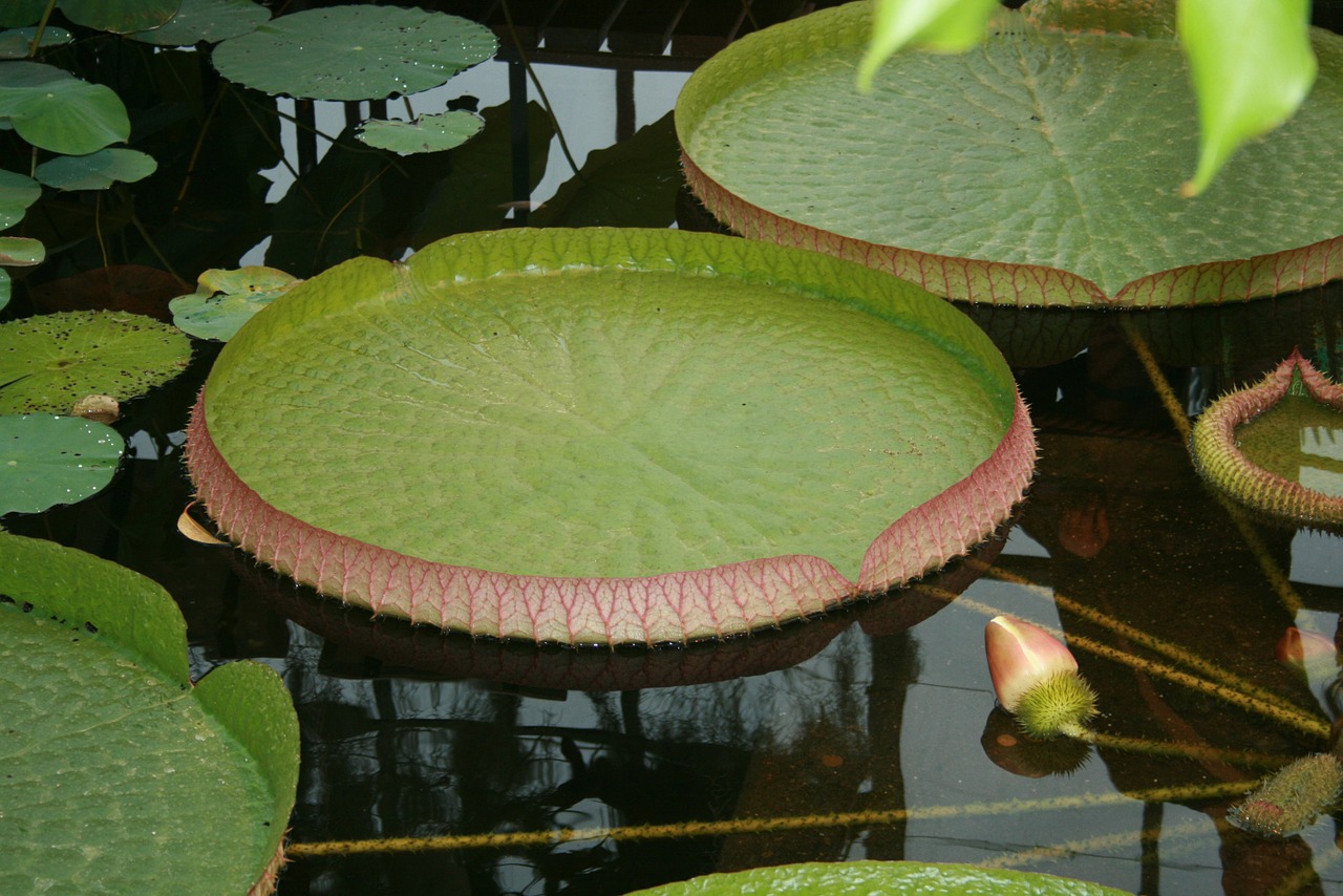 water lilies lake rose aquatic plant free photo