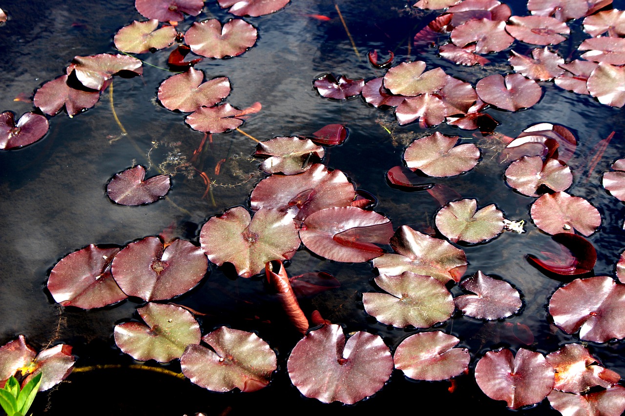 water lilies pond aquatic plant free photo