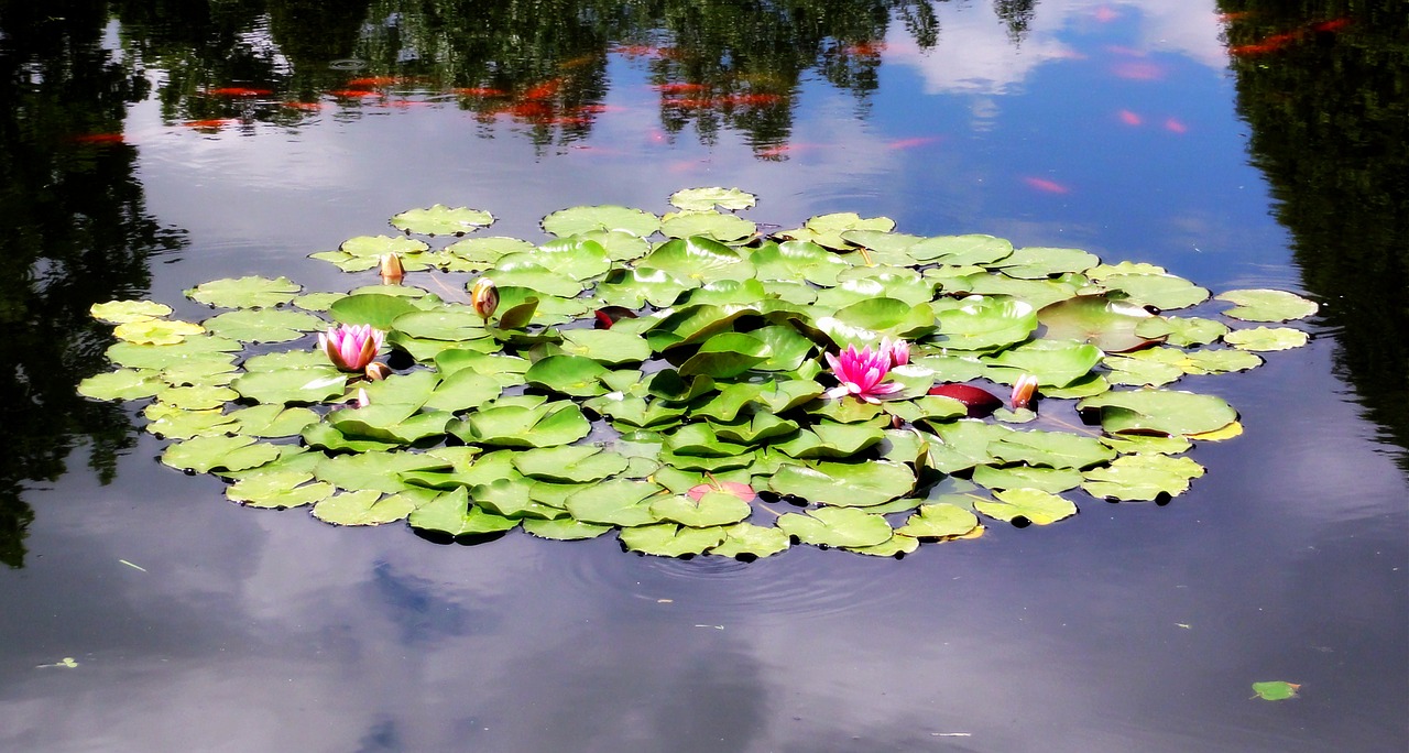 water lilies water lily white free photo