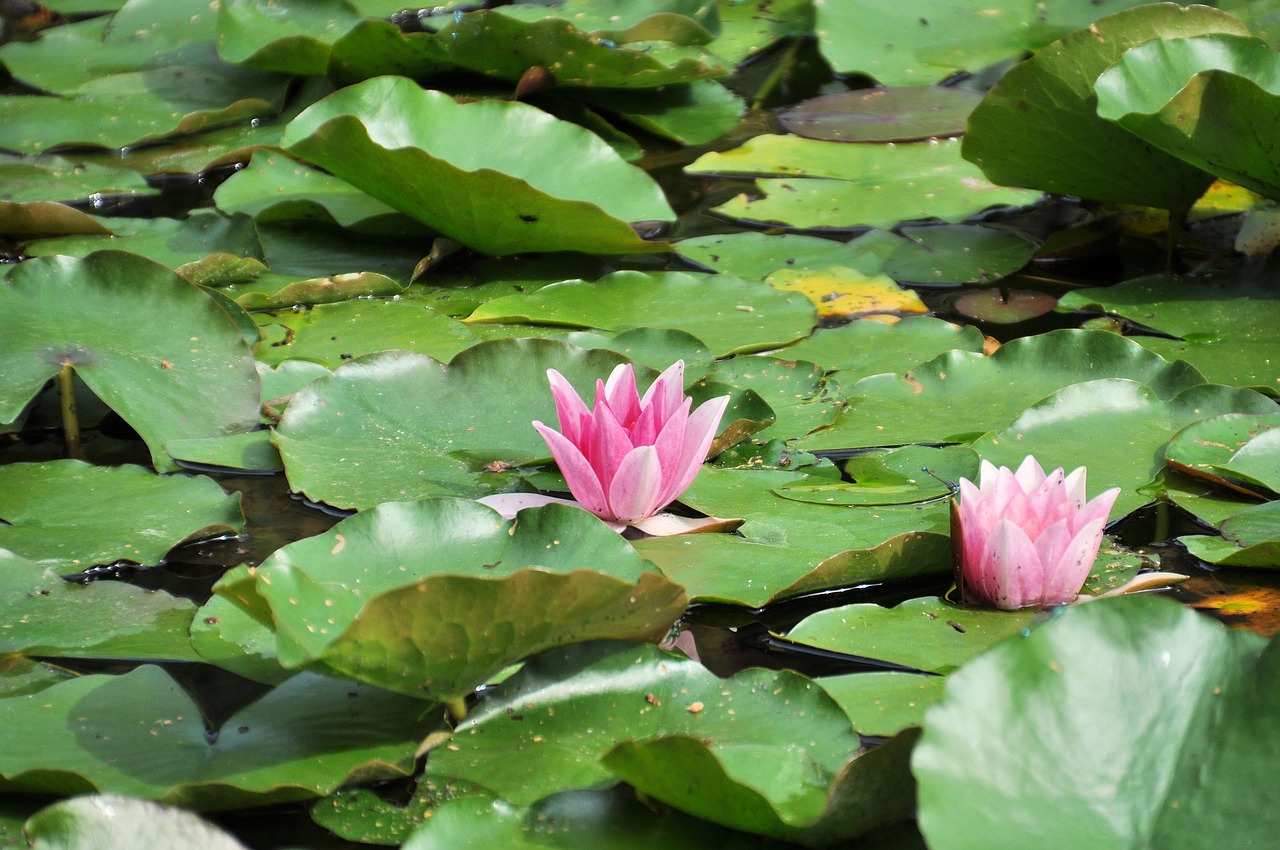 water lilies lily pond pond free photo