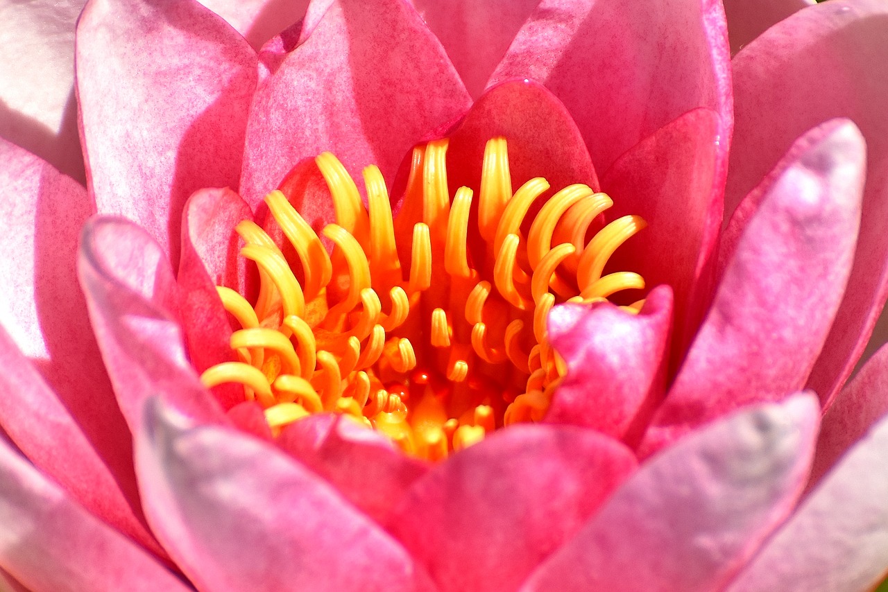 water lilies pink white free photo