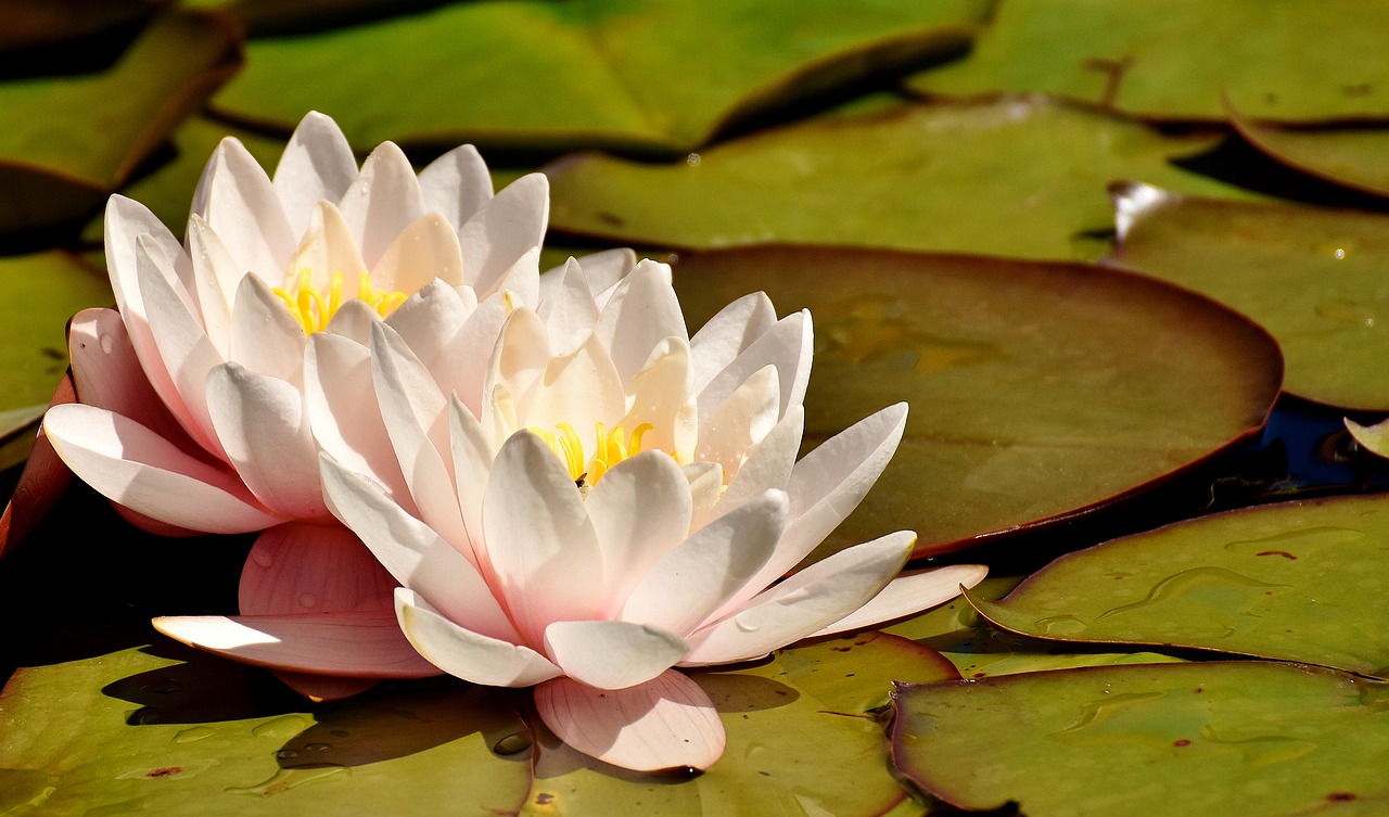 water lilies pink white free photo