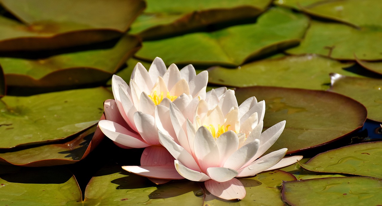 water lilies pink white free photo