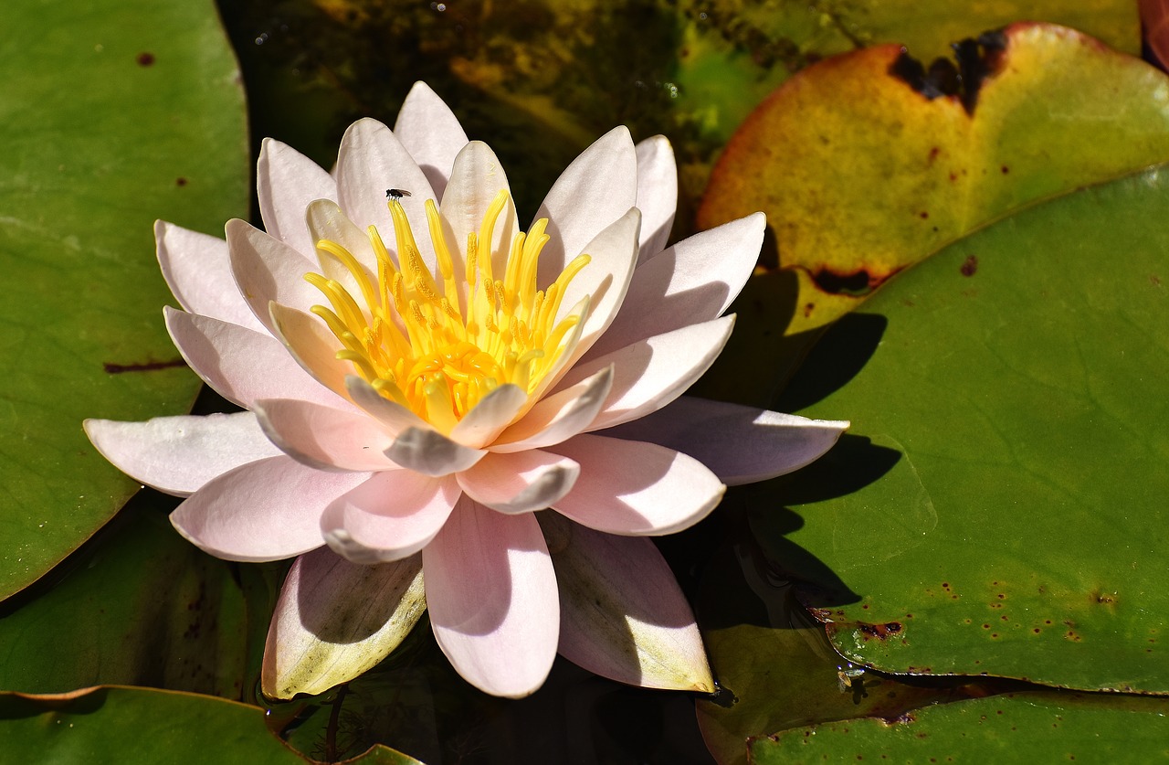 water lilies pink white free photo