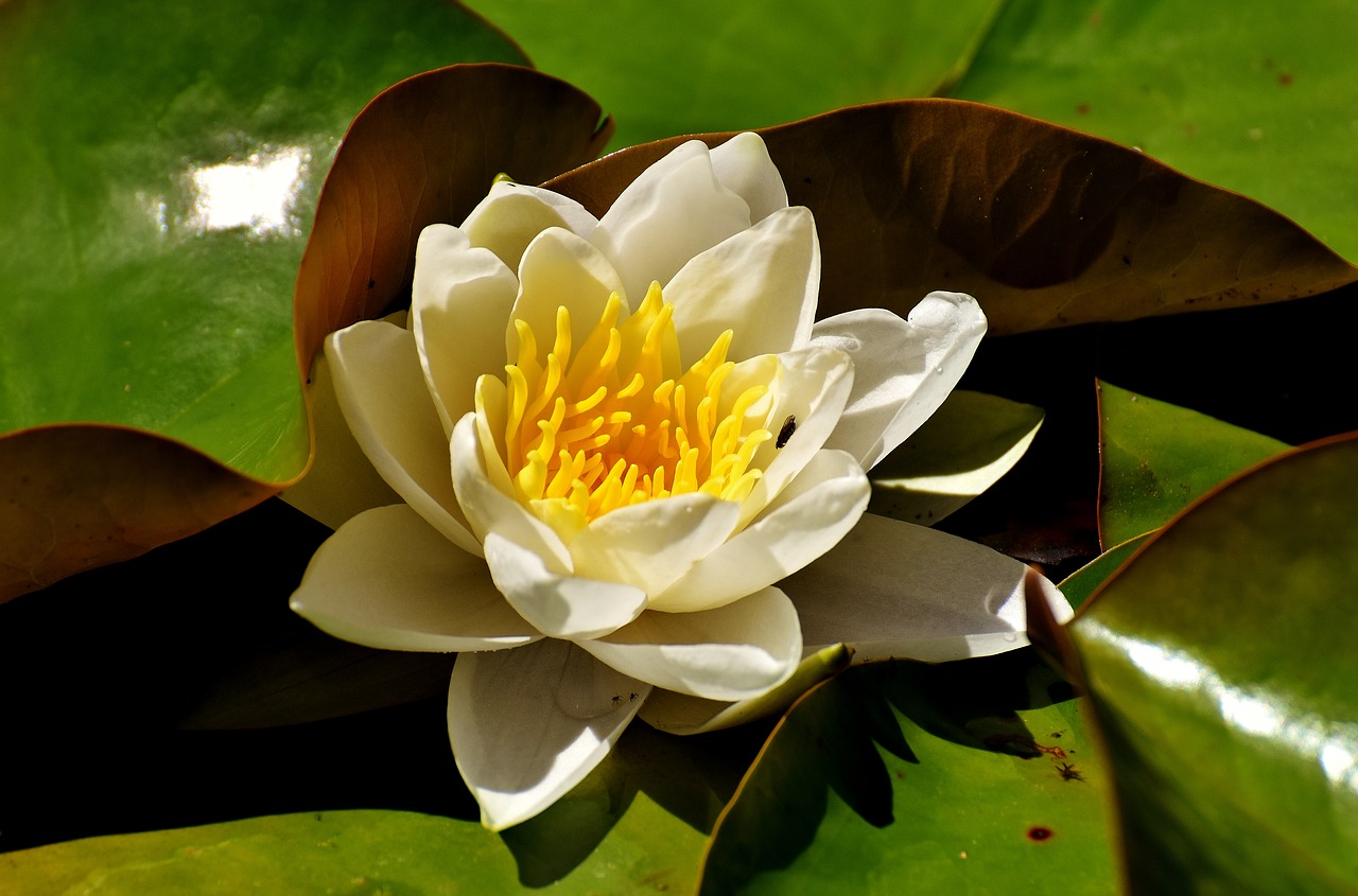 water lilies white summer free photo