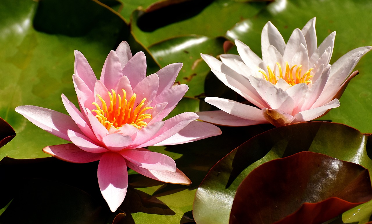 water lilies pink white free photo