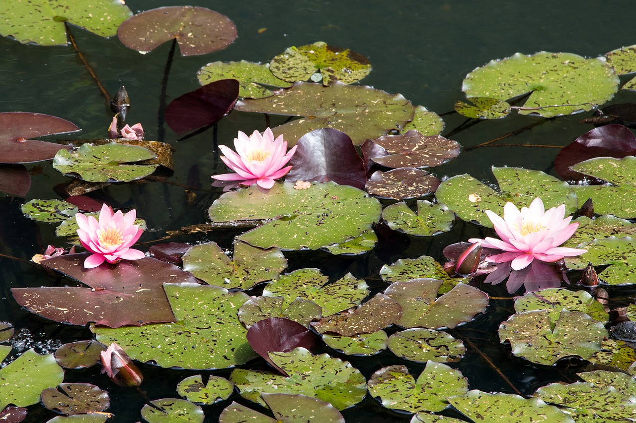 water lilies pond nature free photo